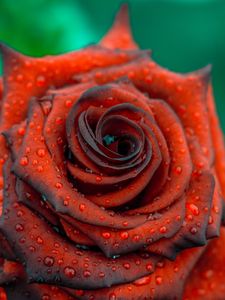 Preview wallpaper rose, drops, red, bud, petals