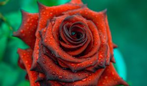 Preview wallpaper rose, drops, red, bud, petals