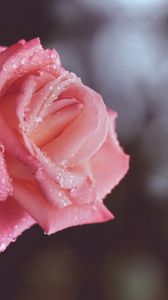 Preview wallpaper rose drops, stem, bud, close-up