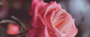 Preview wallpaper rose drops, stem, bud, close-up
