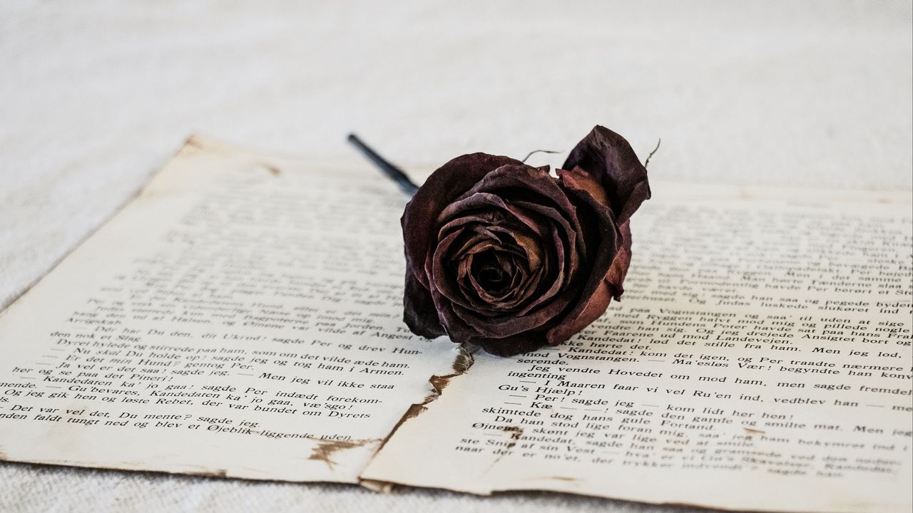 Wallpaper rose, dry, flower, pages