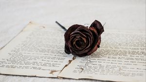 Preview wallpaper rose, dry, flower, pages