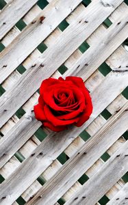 Preview wallpaper rose, fence, wall, red, wooden