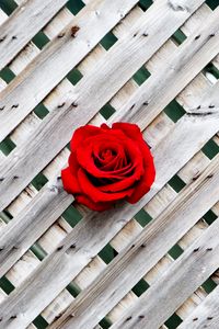 Preview wallpaper rose, fence, wall, red, wooden