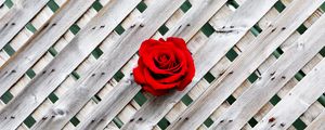 Preview wallpaper rose, fence, wall, red, wooden