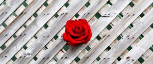 Preview wallpaper rose, fence, wall, red, wooden