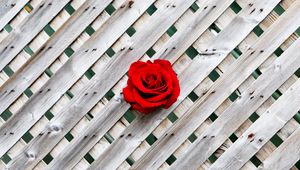 Preview wallpaper rose, fence, wall, red, wooden