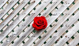 Preview wallpaper rose, fence, wall, red, wooden