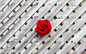 Preview wallpaper rose, fence, wall, red, wooden