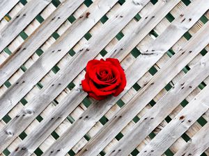 Preview wallpaper rose, fence, wall, red, wooden