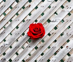 Preview wallpaper rose, fence, wall, red, wooden