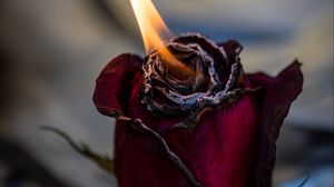 Preview wallpaper rose, fire, bud