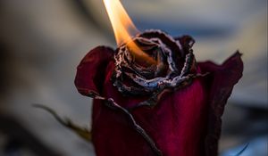 Preview wallpaper rose, fire, bud