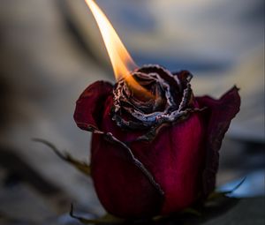 Preview wallpaper rose, fire, bud