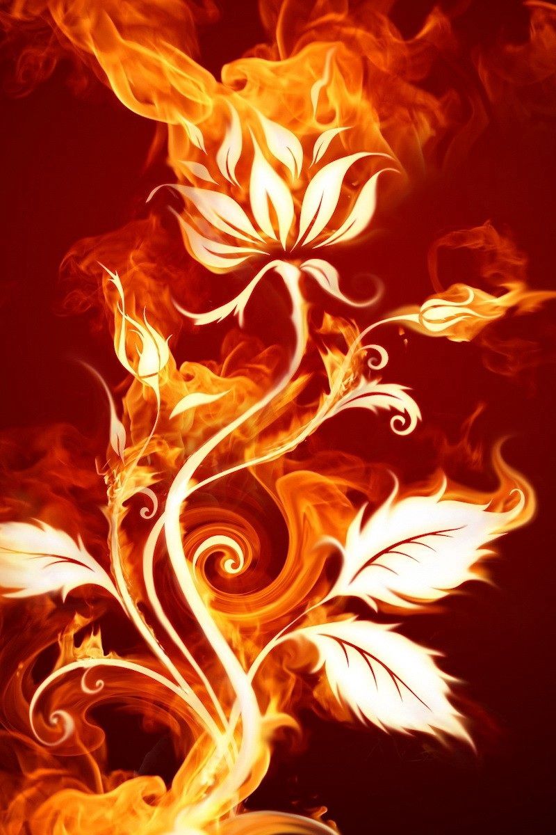 Burning Rose Live Wallpaper - free download