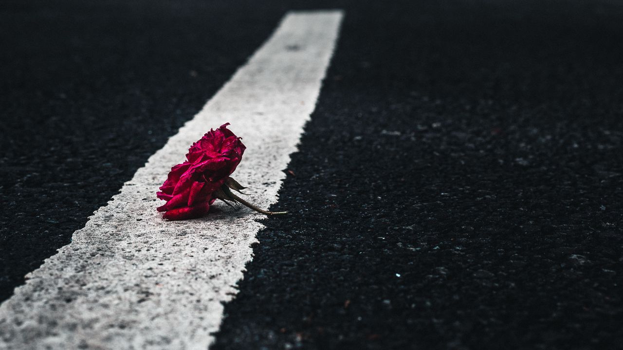 Wallpaper rose, flower, asphalt, road