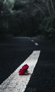 Preview wallpaper rose, flower, asphalt, road