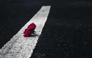 Preview wallpaper rose, flower, asphalt, road