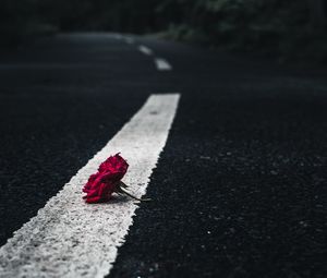 Preview wallpaper rose, flower, asphalt, road