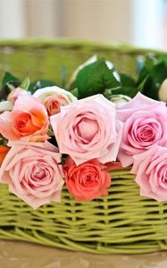 Preview wallpaper rose, flower, basket, tenderness