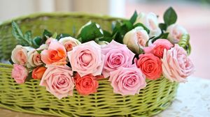 Preview wallpaper rose, flower, basket, tenderness