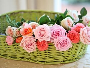 Preview wallpaper rose, flower, basket, tenderness