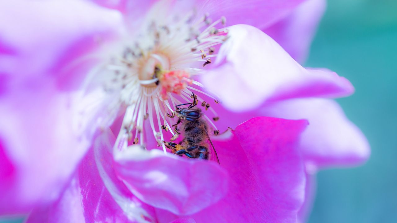 Wallpaper rose, flower, bee, petals, close-up