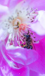 Preview wallpaper rose, flower, bee, petals, close-up