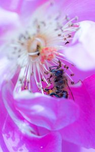 Preview wallpaper rose, flower, bee, petals, close-up