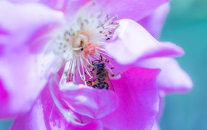 Preview wallpaper rose, flower, bee, petals, close-up