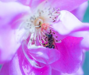 Preview wallpaper rose, flower, bee, petals, close-up