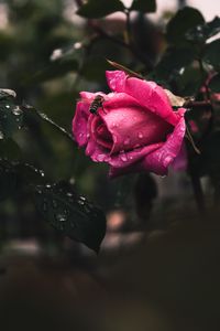Preview wallpaper rose, flower, bee, drops, plant
