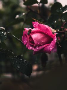 Preview wallpaper rose, flower, bee, drops, plant