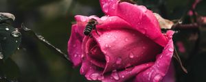 Preview wallpaper rose, flower, bee, drops, plant