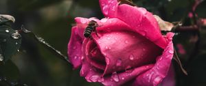 Preview wallpaper rose, flower, bee, drops, plant