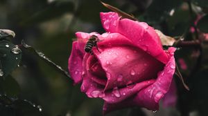 Preview wallpaper rose, flower, bee, drops, plant