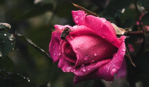 Preview wallpaper rose, flower, bee, drops, plant