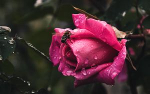 Preview wallpaper rose, flower, bee, drops, plant