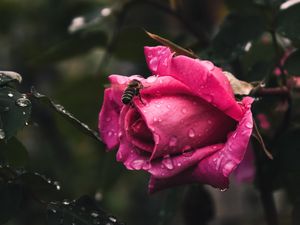 Preview wallpaper rose, flower, bee, drops, plant