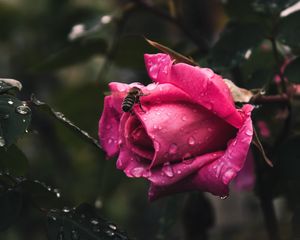 Preview wallpaper rose, flower, bee, drops, plant