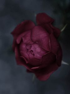 Preview wallpaper rose, flower, black, colored