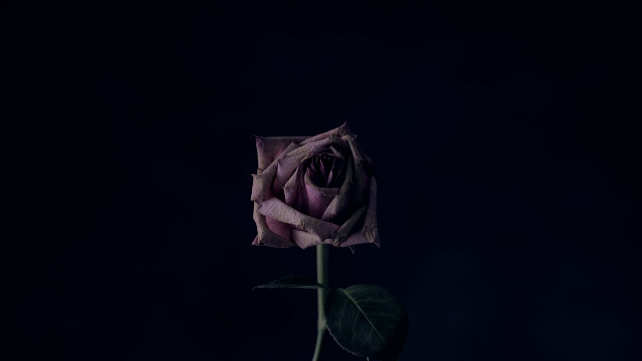 Wallpaper rose, flower, black background, bud