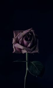 Preview wallpaper rose, flower, black background, bud