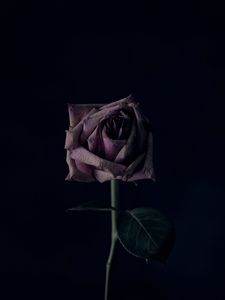 Preview wallpaper rose, flower, black background, bud