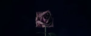 Preview wallpaper rose, flower, black background, bud