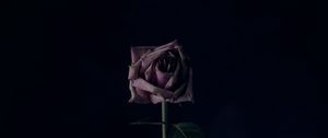 Preview wallpaper rose, flower, black background, bud