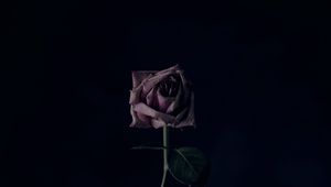 Preview wallpaper rose, flower, black background, bud