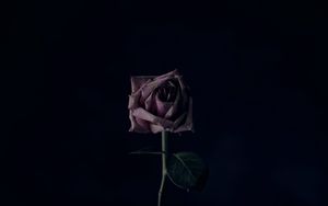 Preview wallpaper rose, flower, black background, bud