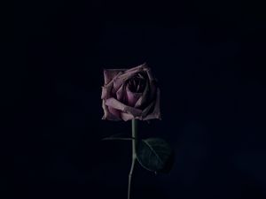 Preview wallpaper rose, flower, black background, bud