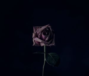 Preview wallpaper rose, flower, black background, bud